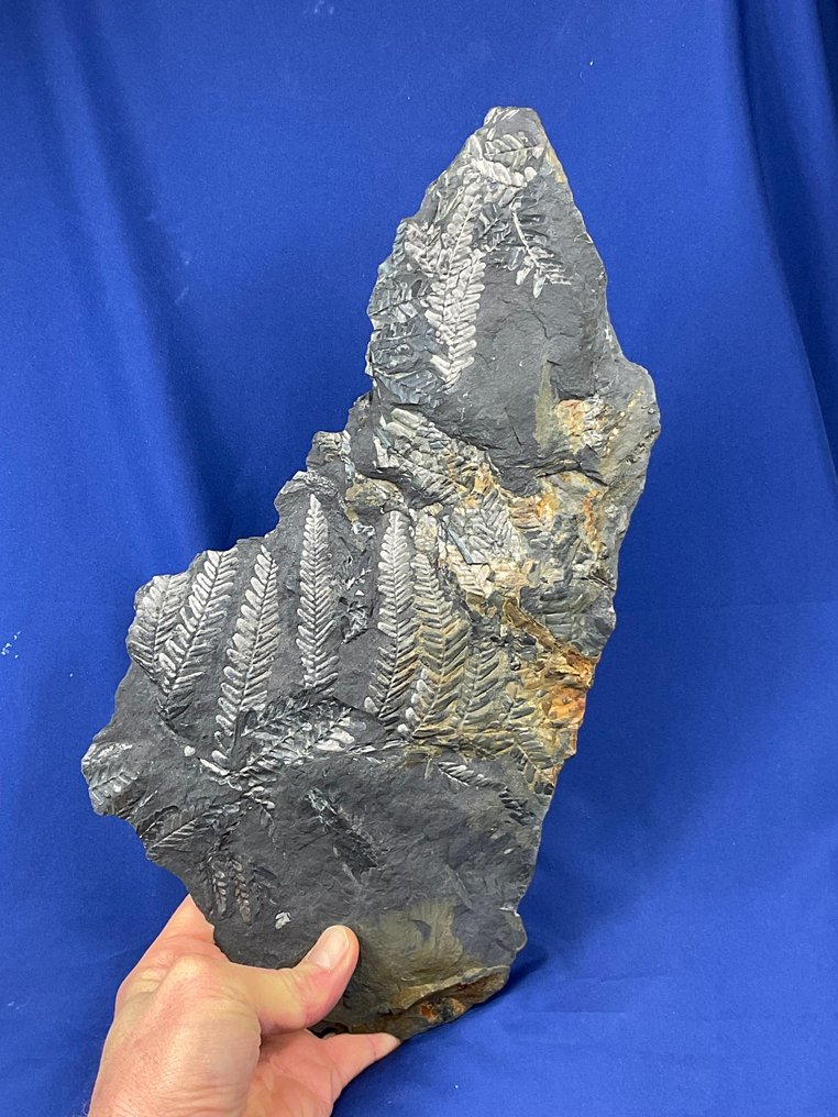 令人惊叹的大型多彩植物化石 - 化石植物 - Neuropteris sp. - 37 cm - 20 cm #1.0