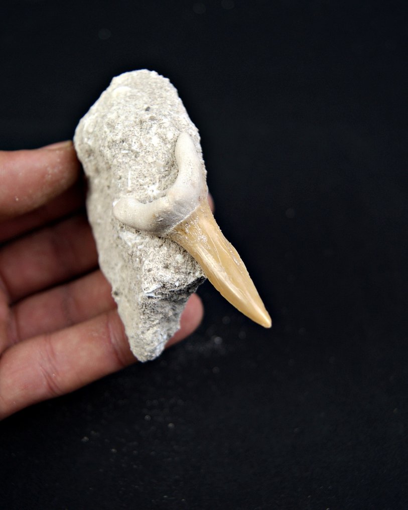 Requin - Dent fossile - Scapanorhynchus rapax - ToP Raro  (Sans prix de réserve) #2.1