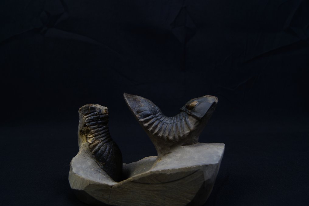 三葉蟲 - 動物化石 - Paralejurus pareja en vuelo #2.1