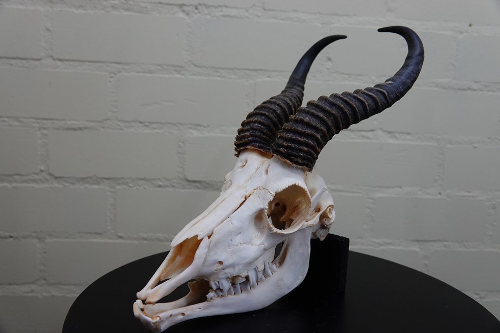 Springbok Skull - Antidorcas marsupialis - 0 cm - 0 cm - 0 cm- non-CITES species #1.0