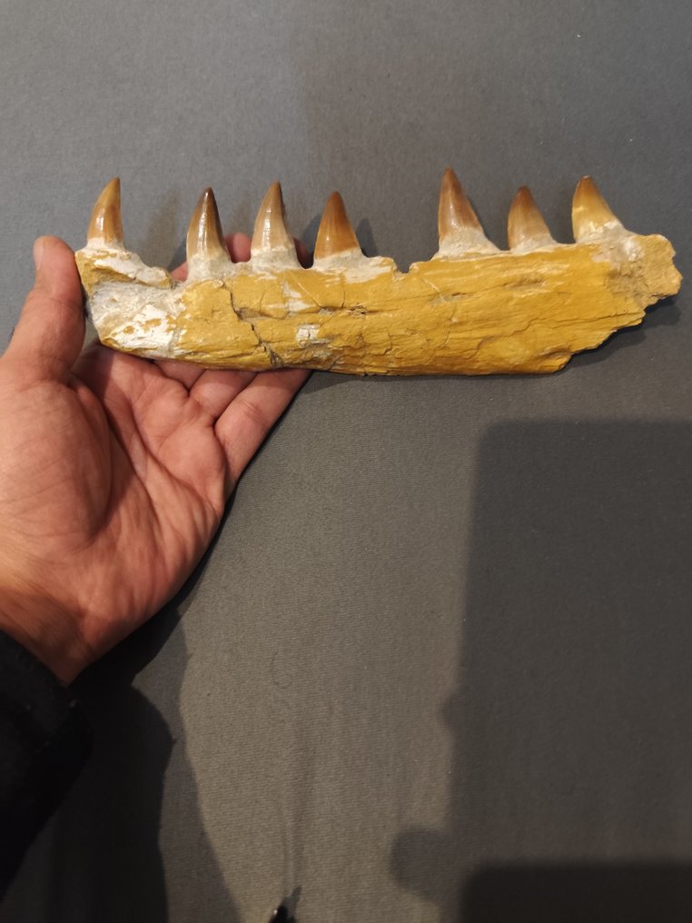 Mosasaur - Απολιθωμένα δόντια - 8.5 cm - 23 cm #2.1