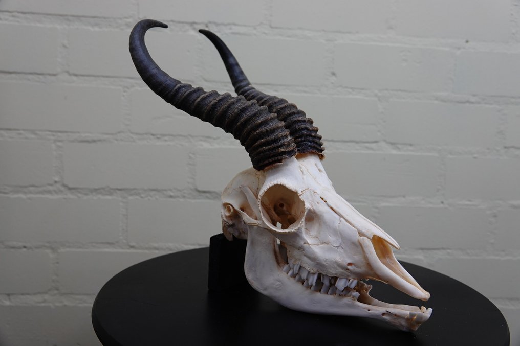 Springbok Skull - Antidorcas marsupialis - 0 cm - 0 cm - 0 cm- non-CITES species #1.0