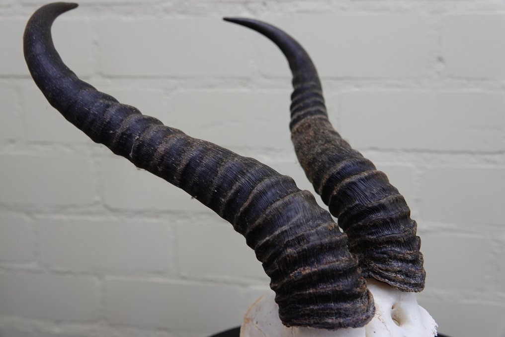 Springbok Κρανίο - Antidorcas marsupialis - 0 cm - 0 cm - 0 cm- non-CITES species #4.3