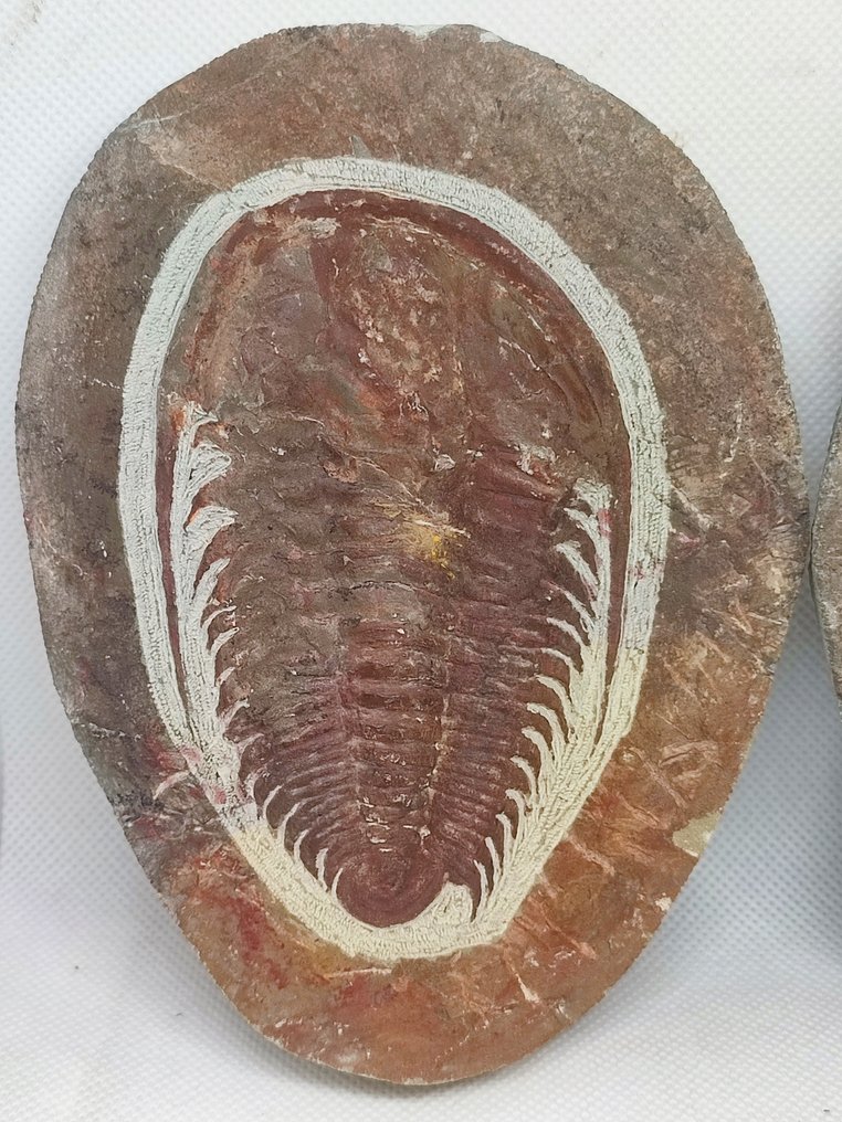 動物化石 - Linda Trilobite Paradoxides  (沒有保留價) #1.0