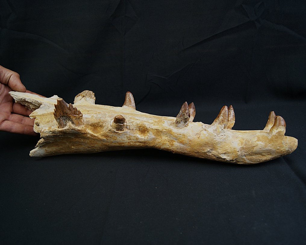 Tidlig hval - Basilosaurid - Forstenet kæbe - Dorudon atrox #3.2