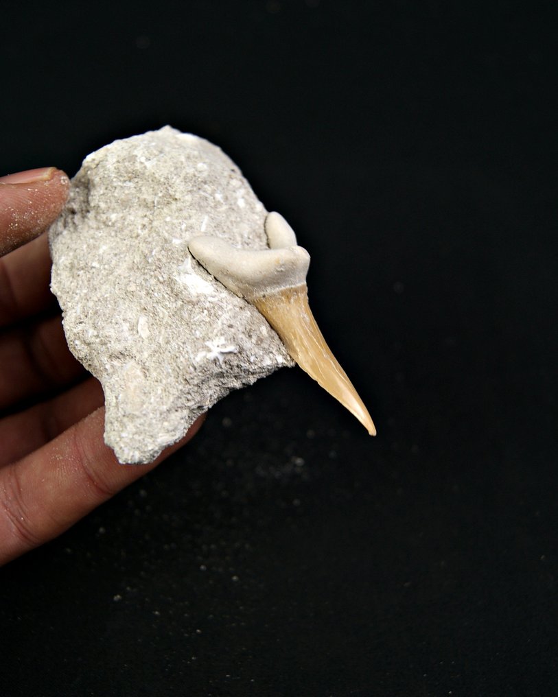 Requin - Dent fossile - Scapanorhynchus rapax - ToP Raro  (Sans prix de réserve) #4.3