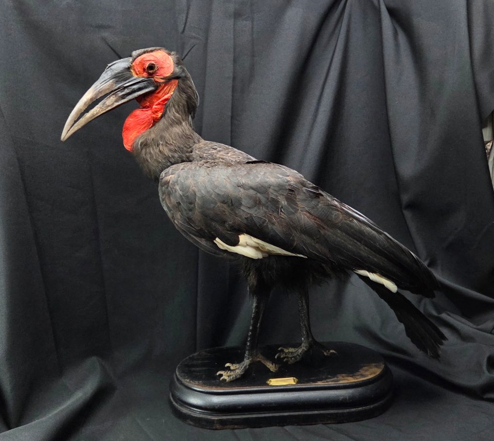 非洲南方地画角鹮——放置在黑色古董博物馆木质底座上的完整展示准备。 標本全身支架 - Bucorvus leadbeateri - 68 cm - 0 cm - 85 cm - 非《瀕臨絕種野生動植物國際貿易公約》物種 #3.2