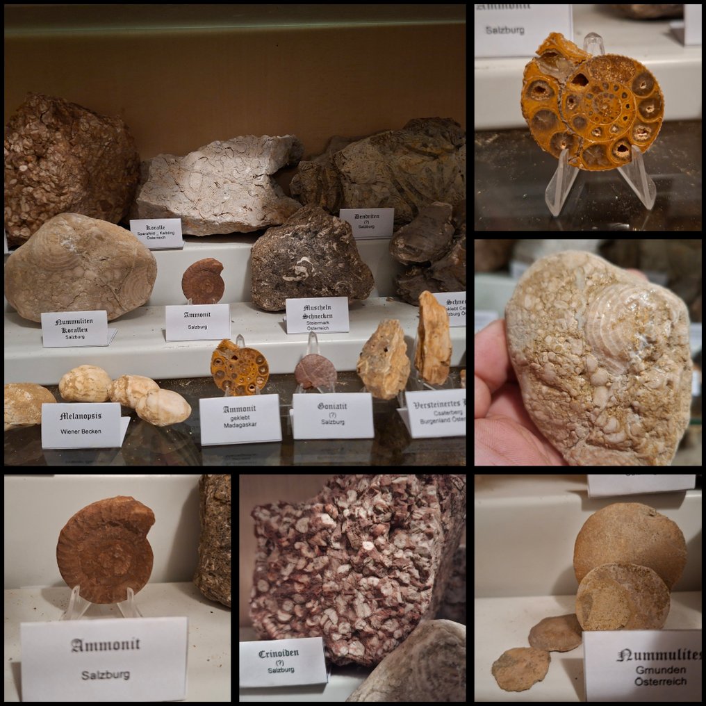 Colección antigua de fósiles con más de 20 piezas. - Matriz fósil - 170 mm  (Sin precio de reserva) #1.0