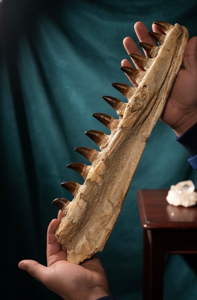 沧龙 颚 - Mandibula Fósil Mosassaurio - 45 cm - 7 cm - 5 cm -  (1) #2.1