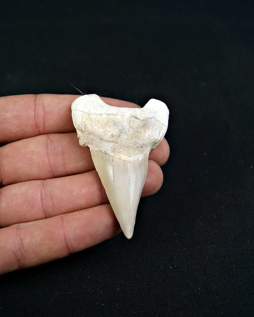 Requin - Dent fossile - Enorme Otodus obliquus de alta calidad - 7 cm  (Sans prix de réserve) #1.0