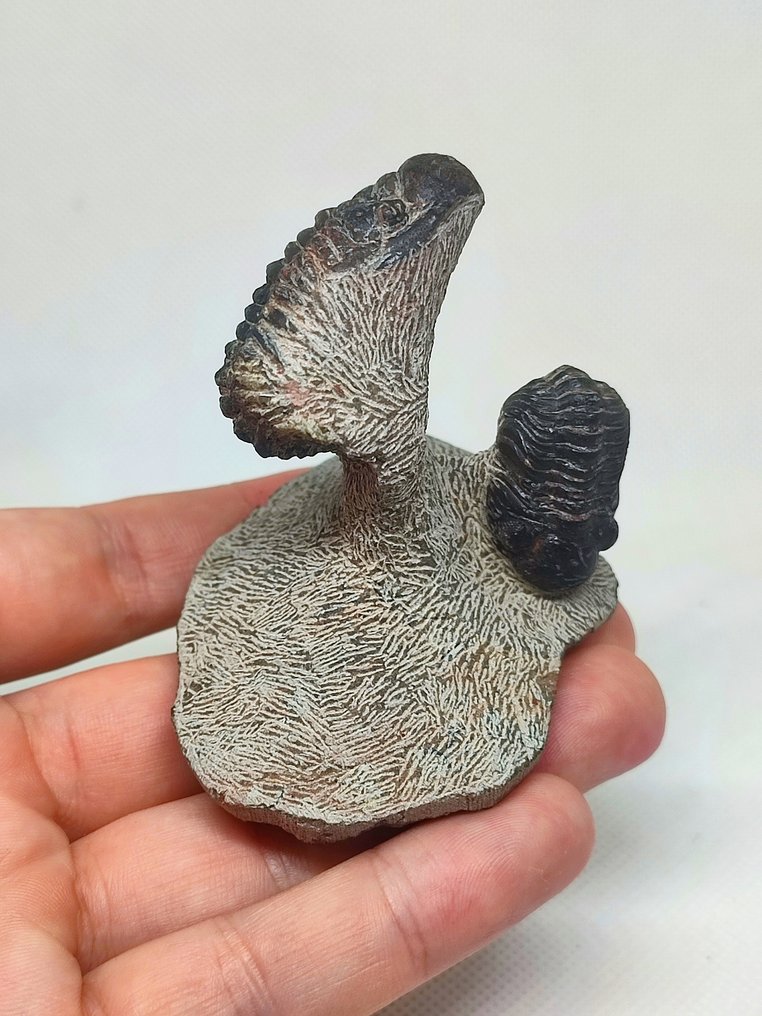 Απολιθωμένο ζώο - Lindas Trilobites Crotalocephalus gibbus + Phacops  (χωρίς τιμή ασφαλείας) #1.0