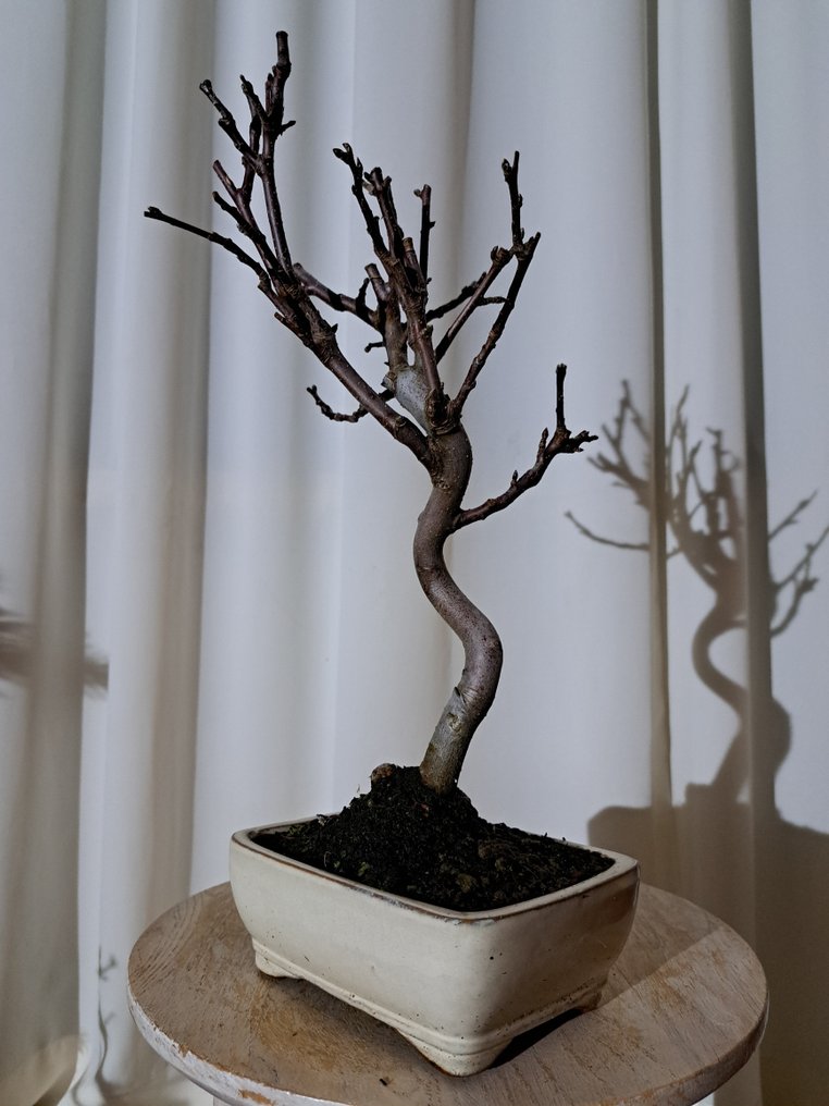 Μπόνσάι Malus halliana σε όμορφο μπόνσάι σκαμνί. - Ύψος (Δέντρο): 33 cm - Βάθος (Δέντρο): 20 cm - Ιαπωνία #3.2