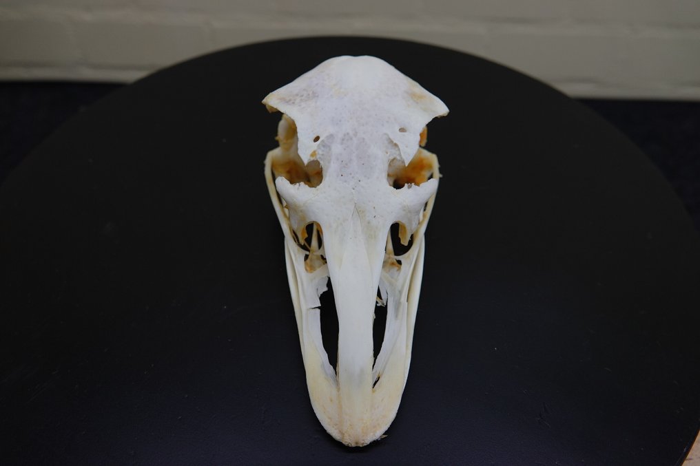 Στρουθοκάμηλος Κρανίο - Struthio camelus - 0 cm - 18 cm - 0 cm- non-CITES species #1.0