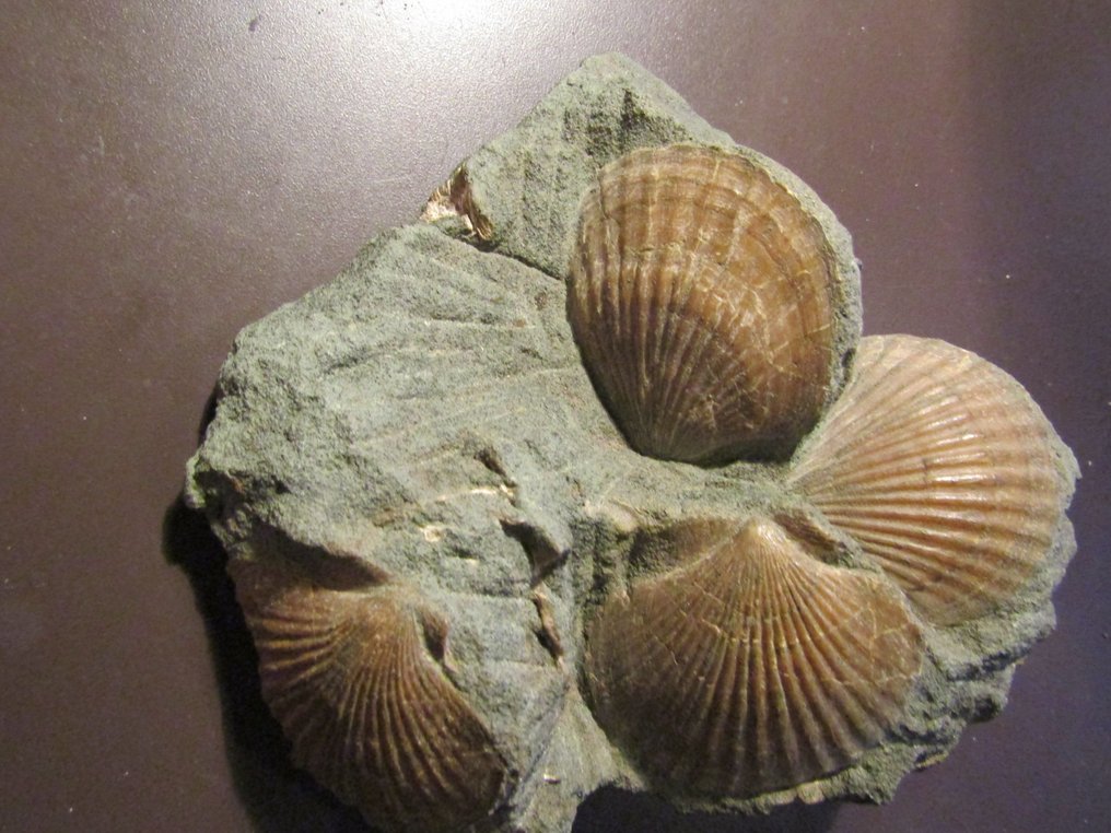 Konkylie - Forstenet skal - 5.5 cm - 15 cm #1.0