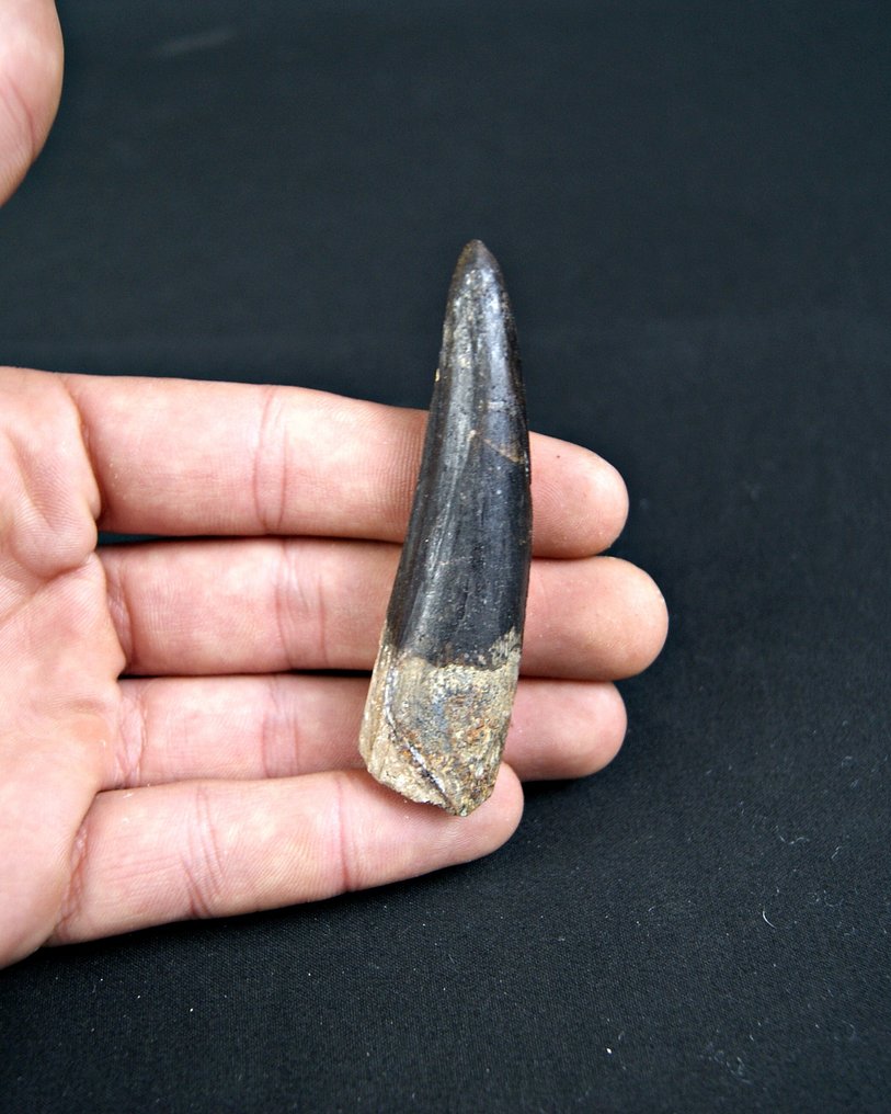 Σπινόσαυρος - Απολιθωμένο δόντι - Spinosaurus aegyptiacus  (χωρίς τιμή ασφαλείας) #1.0