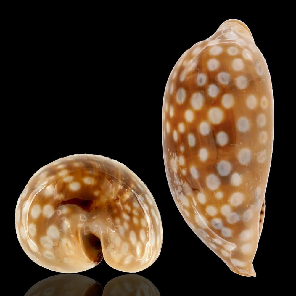 Συλλογή Κελύφων Cypraeidae Συλλεκτικό κοχύλι - Macrocypraea Zebra - Ύψος: 80 mm - Πλάτος: 43 mm- 34 g #1.0