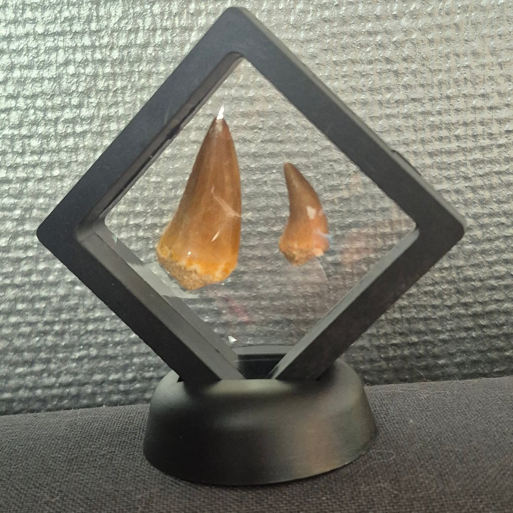 沧龙 - 牙齿化石 - Tanden in displays - 7 cm - 7 cm  (没有保留价) #1.0