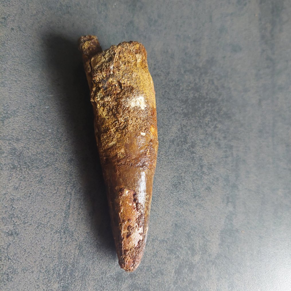 Δεινόσαυρος - Απολιθωμένο δόντι - Spinosaurus aegyptiacus - 120 mm - 35 mm #3.2
