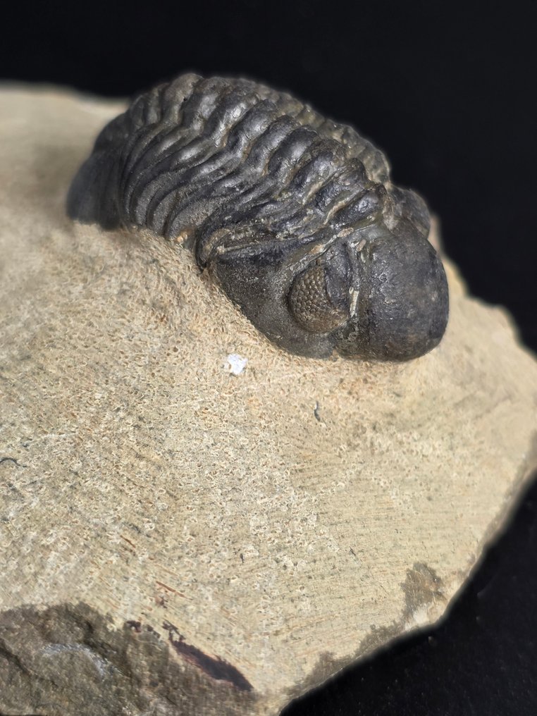 Trilobit - Tierfossil - Phacops - 7 cm  (Ohne mindestpreis) #1.0