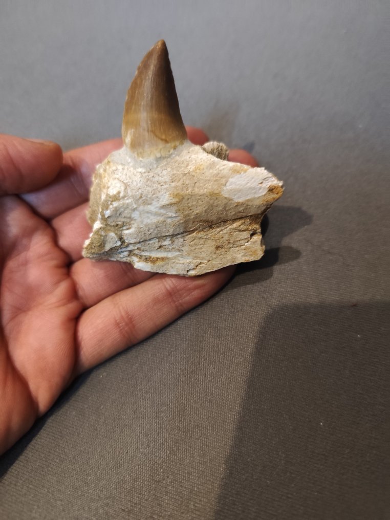 Mosasaur - Fossil tooth - 7 cm - 7 cm  (No reserve price) #1.0