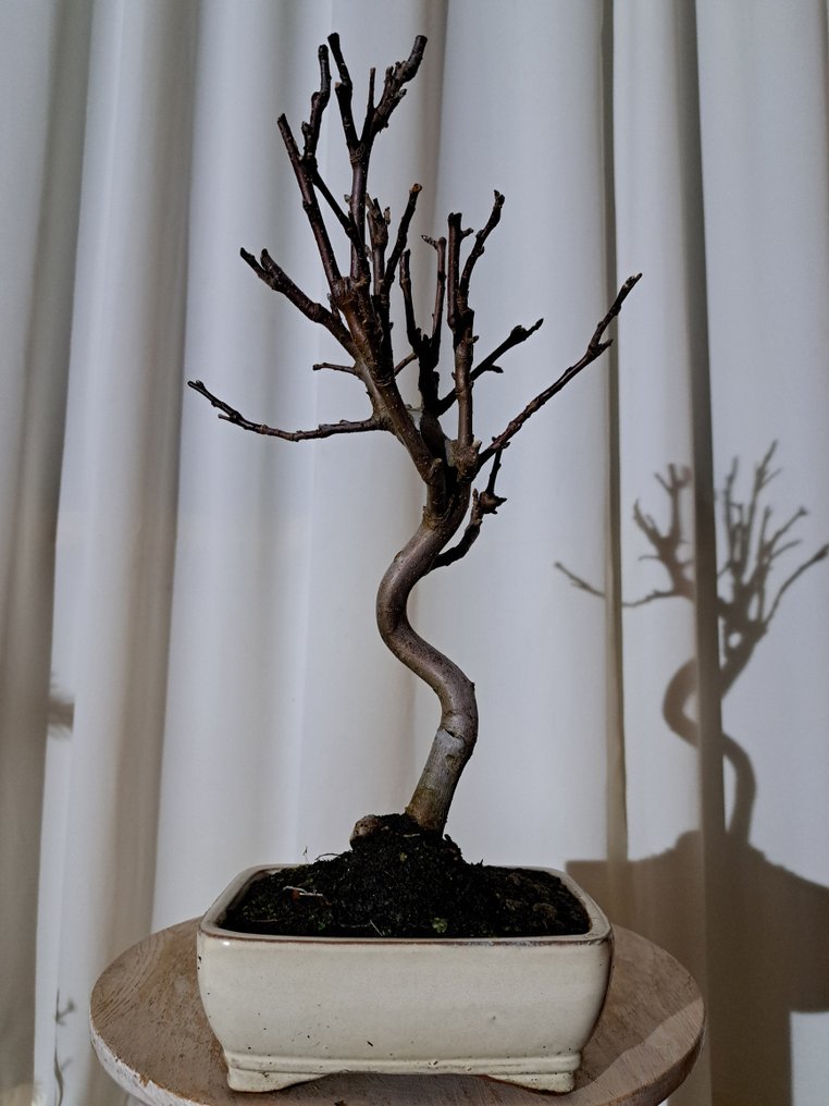 Μπόνσάι Malus halliana σε όμορφο μπόνσάι σκαμνί. - Ύψος (Δέντρο): 33 cm - Βάθος (Δέντρο): 20 cm - Ιαπωνία #2.1