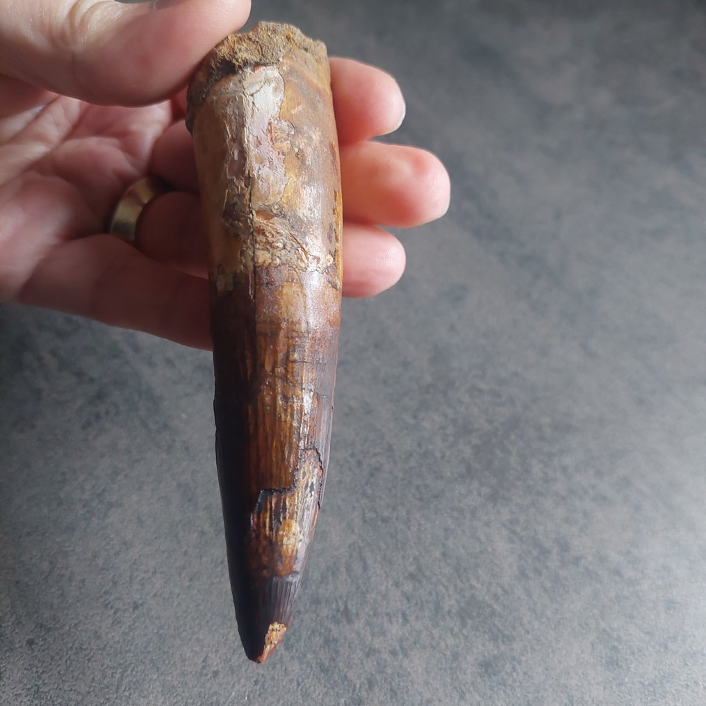 Δεινόσαυρος - Απολιθωμένο δόντι - Spinosaurus aegyptiacus - 115 mm - 30 mm #1.0