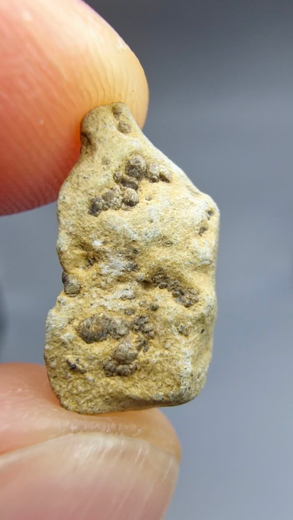 火星陨石 Tarkint 001. 橄榄质-相变辉石陨石。 - 0.95 g - (1) #2.1