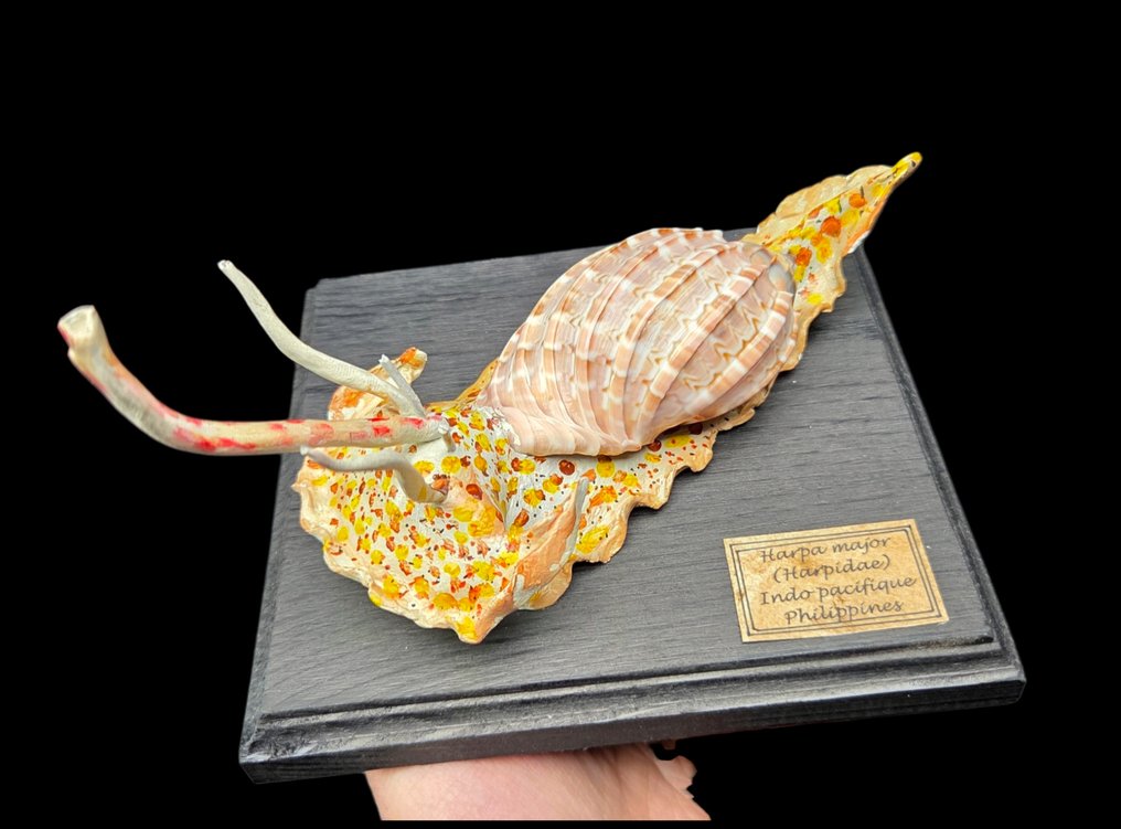 .  - 西洋鏡 - Harpidae - 海螺身体复制品 - 博物馆级别 - Harpa major - 真正的怪兽贝壳 #1.0