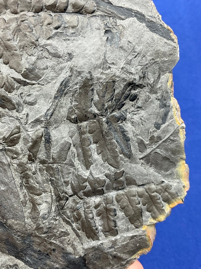 可爱的石炭纪植物化石 - 化石植物 - Mariopteris sauveuri - 18 cm - 12 cm  (没有保留价) #4.3