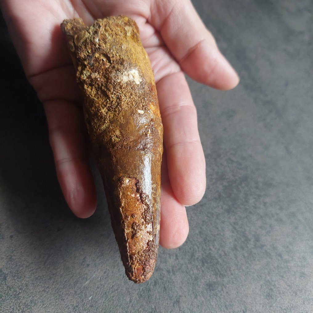 Δεινόσαυρος - Απολιθωμένο δόντι - Spinosaurus aegyptiacus - 120 mm - 35 mm #1.0