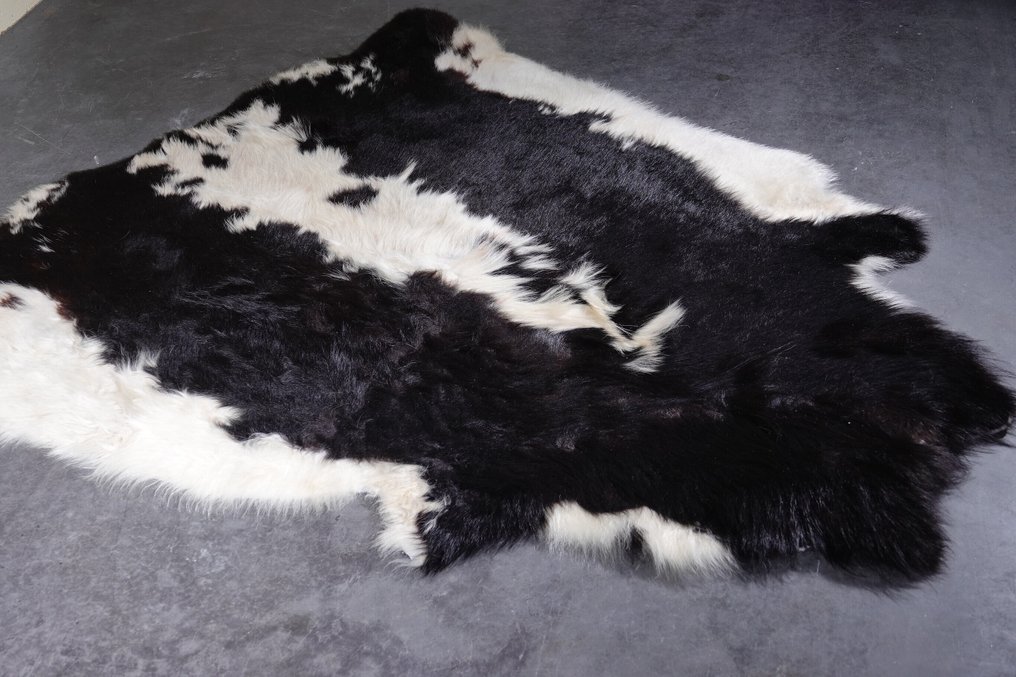 牦牛皮 頭骨 - Bos grunniens - 165 cm - 1 cm - 150 cm- 非《瀕臨絕種野生動植物國際貿易公約》物種 #3.2