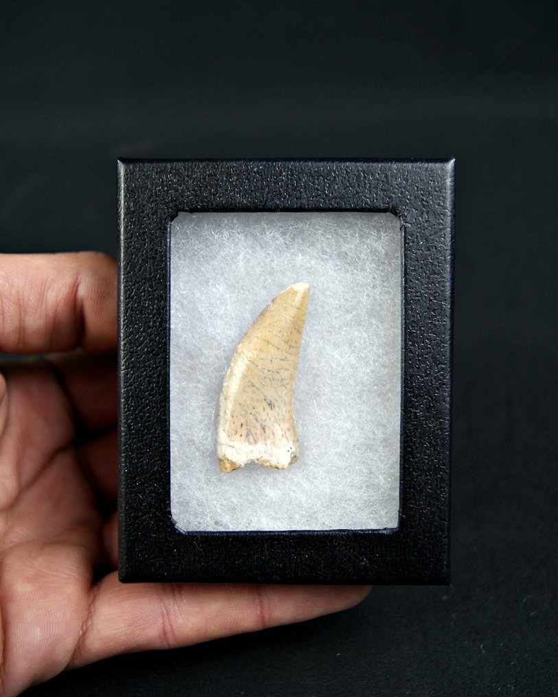 Dinosaur - Fossil tooth - Raptor Abelisaurio #3.2