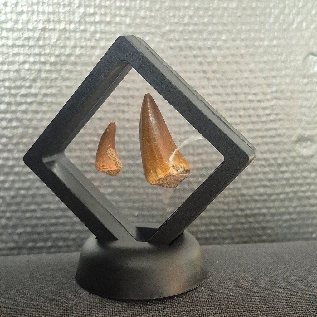 沧龙 - 牙齿化石 - Tanden in displays - 7 cm - 7 cm  (没有保留价) #1.0