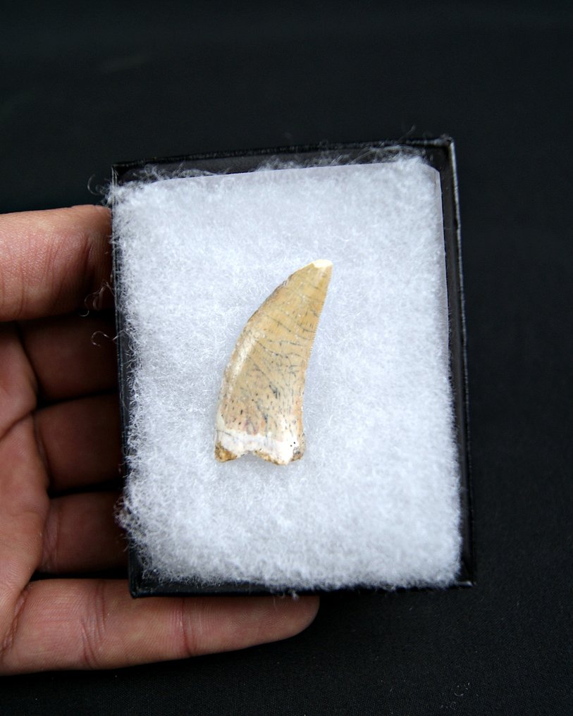 Dinosaur - Fossil tooth - Raptor Abelisaurio #1.0