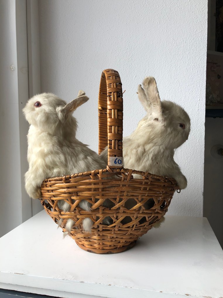 Κουνέλι Βάση ταρίχευσης ολόκληρου σώματος - oryctolagus cuniculus domesticus - 29 cm - 17 cm - 25 cm - Είδη που δεν ανήκουν στο CITES - 1 #1.0