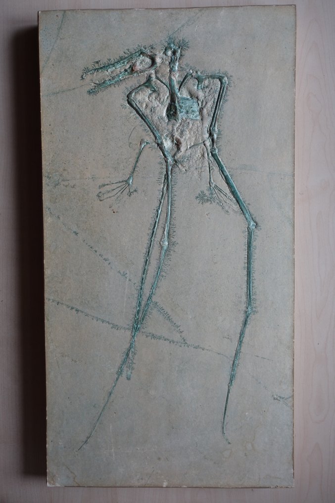 翼龍 - 動物化石 - Rhamphorhynchus REPLICA  (沒有保留價) #1.0