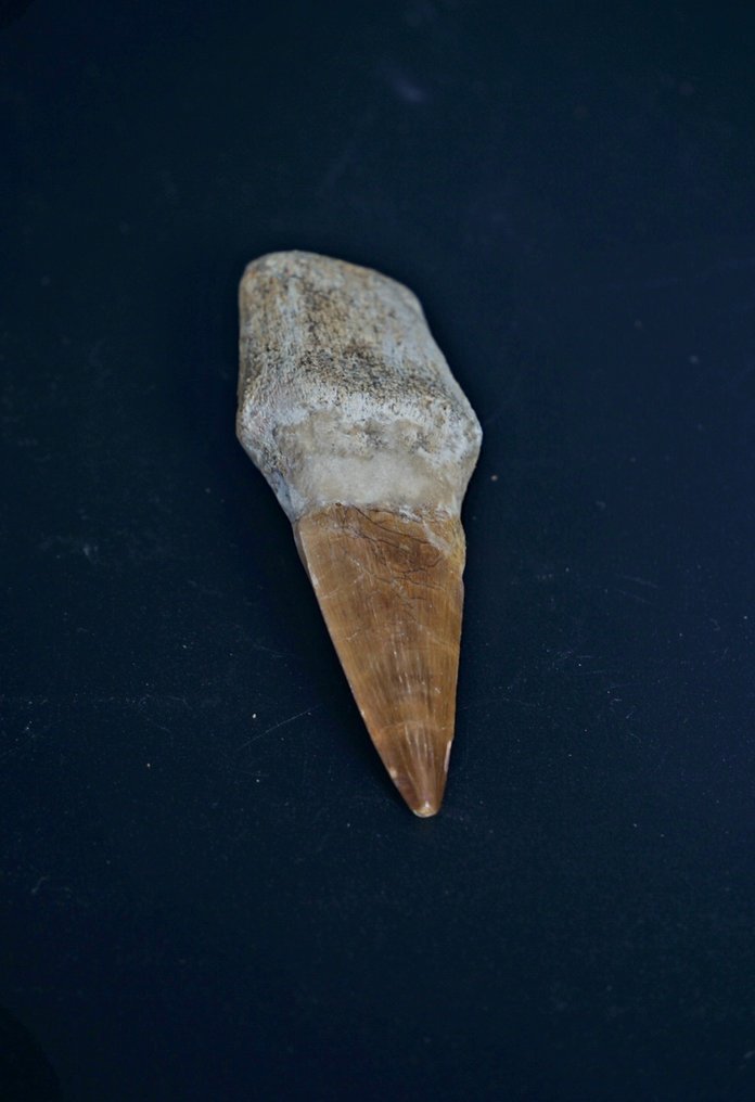 Mosasaur - Fossilised animal - 8 cm  (No reserve price) #1.0