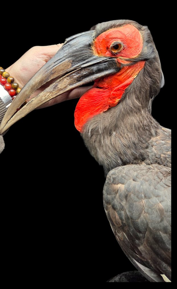 非洲南方地画角鹮——放置在黑色古董博物馆木质底座上的完整展示准备。 標本全身支架 - Bucorvus leadbeateri - 68 cm - 0 cm - 85 cm - 非《瀕臨絕種野生動植物國際貿易公約》物種 #1.0