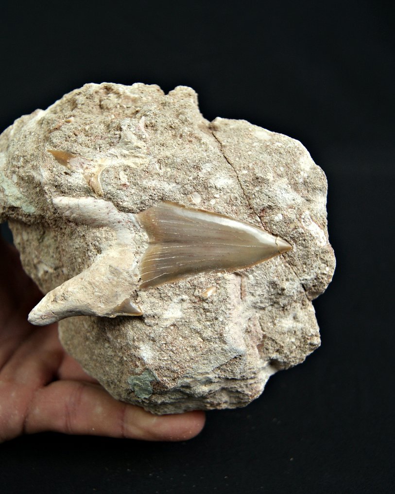 Requin - Dent fossile - Otodus Obliquus - 14 cm #1.0