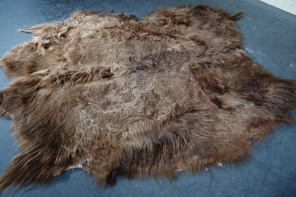 牦牛皮 頭骨 - Bos grunniens - 160 cm - 1 cm - 150 cm- 非《瀕臨絕種野生動植物國際貿易公約》物種 #1.0