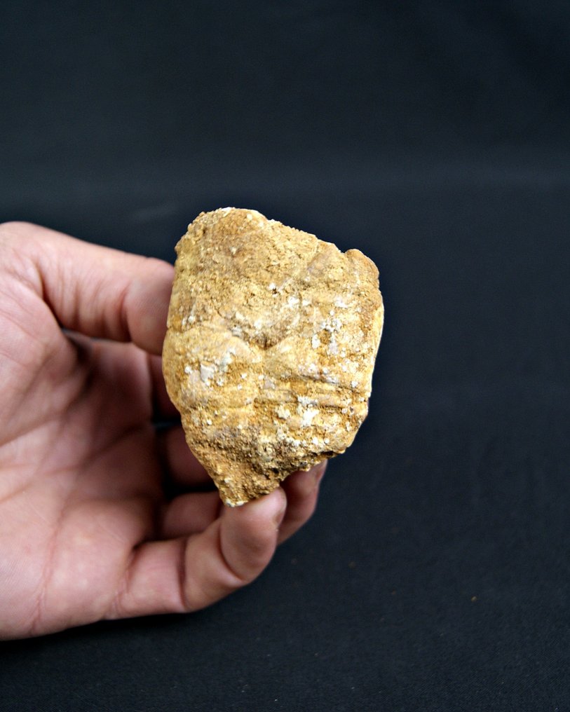 Fossil - Fossiles Fragment - Coprolito del Cretácico Superior con Restos de Peces  (Ohne mindestpreis) #4.3