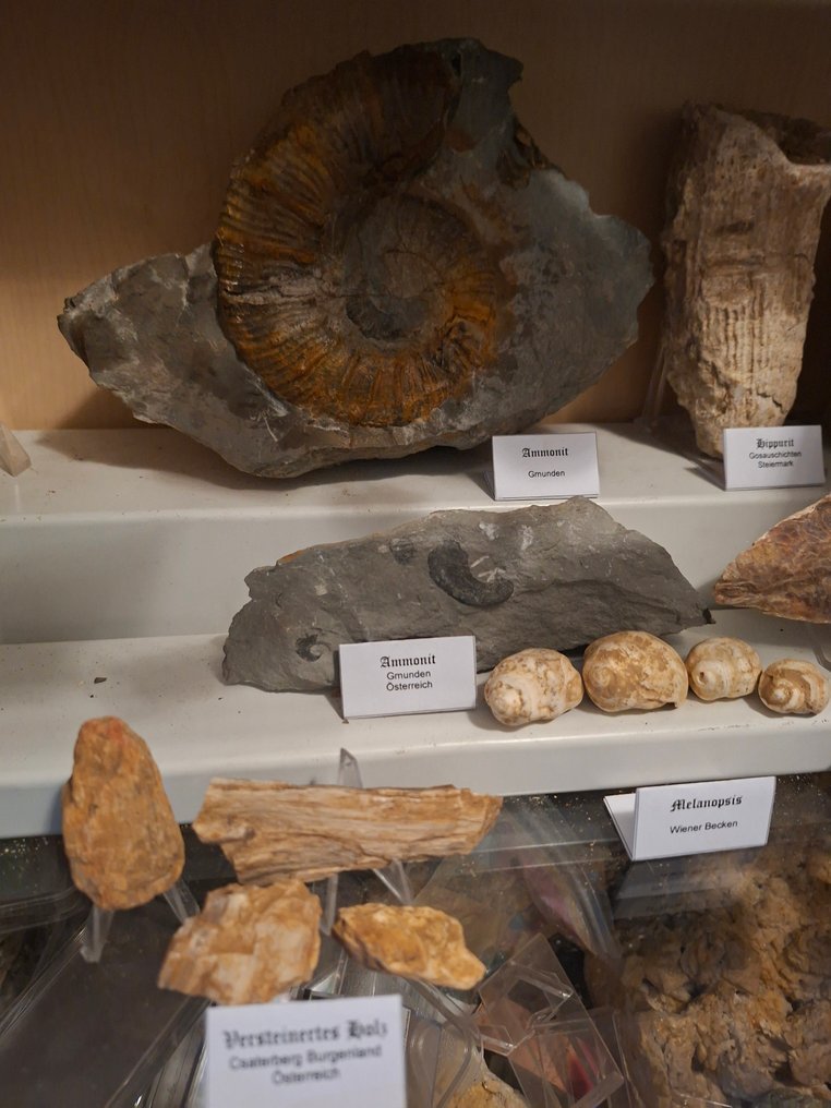 古老的化石收藏，超过20件 - 矩阵化石 - 190 mm  (没有保留价) #1.0