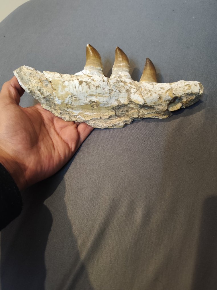 Mosasaurio - Dientes fósiles - 11 cm - 23 cm #1.0