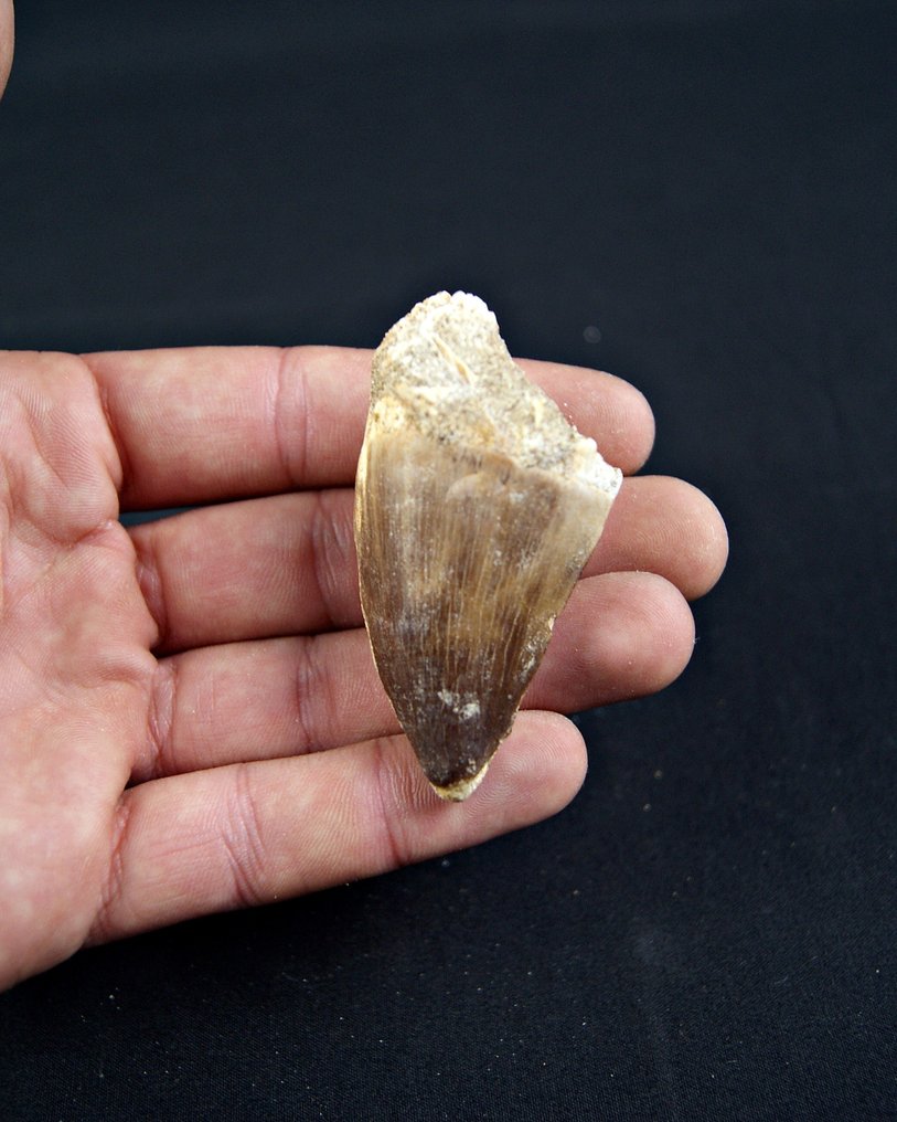 Mosasaur - Fossil tooth - Mosasaurus  (No reserve price) #2.1