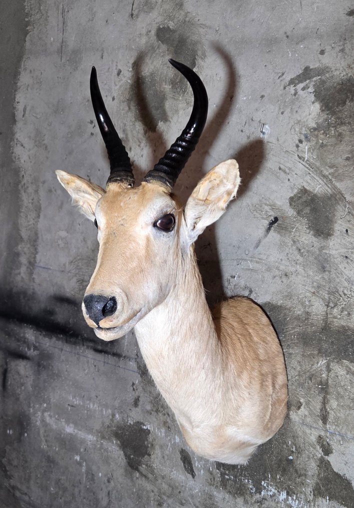 Ταρίχευση με τοποθέτηση στον ώμο για κοινό ρινόκερο. Βάση ταρίχευσης ολόκληρου σώματος - Rendenca aundinum - 78 cm - 0 cm - 54 cm - Είδη που δεν ανήκουν στο CITES #4.3