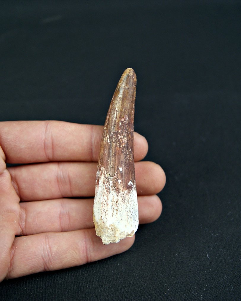 Espinossauro - Dente fóssil - Spinosaurus aegyptiacus  (Sem preço de reserva) #3.2