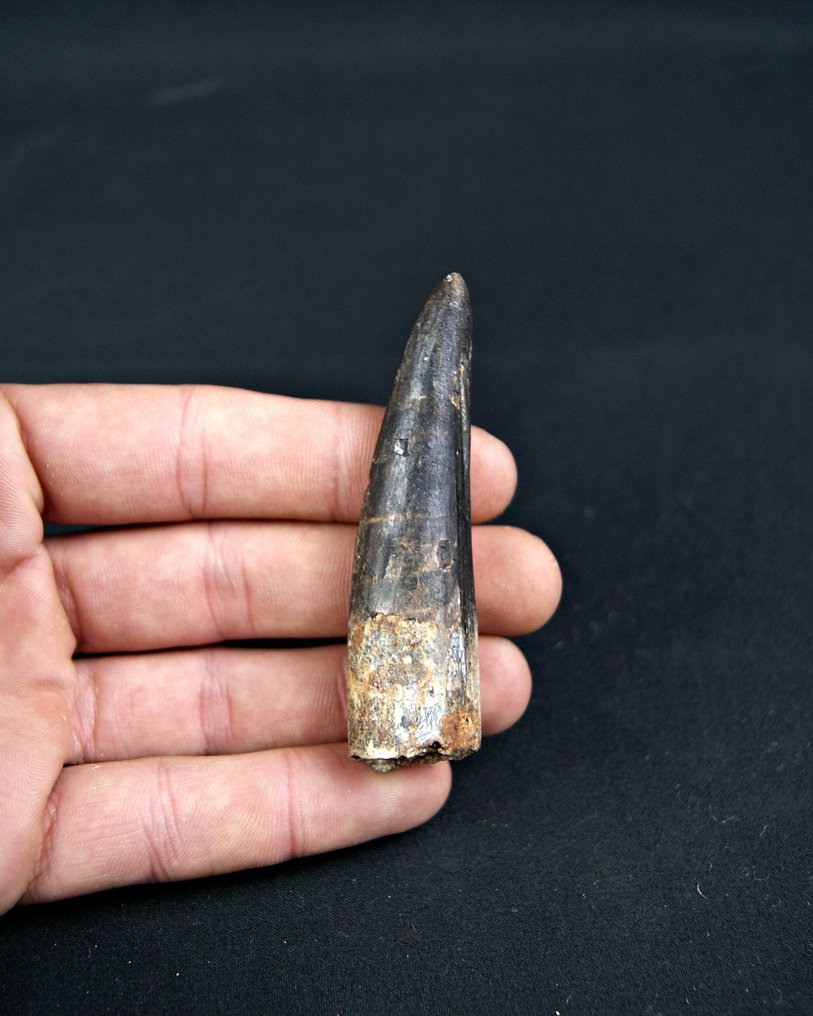 Σπινόσαυρος - Απολιθωμένο δόντι - Spinosaurus aegyptiacus  (χωρίς τιμή ασφαλείας) #2.1