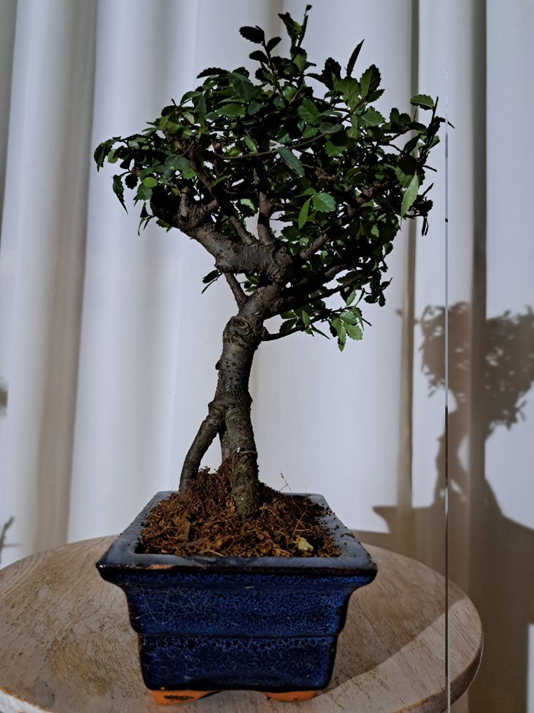 中国榆木盆景（樃榆） - 高度 (树干): 24 cm - 深度 (树干): 18 cm - 荷兰 #2.1