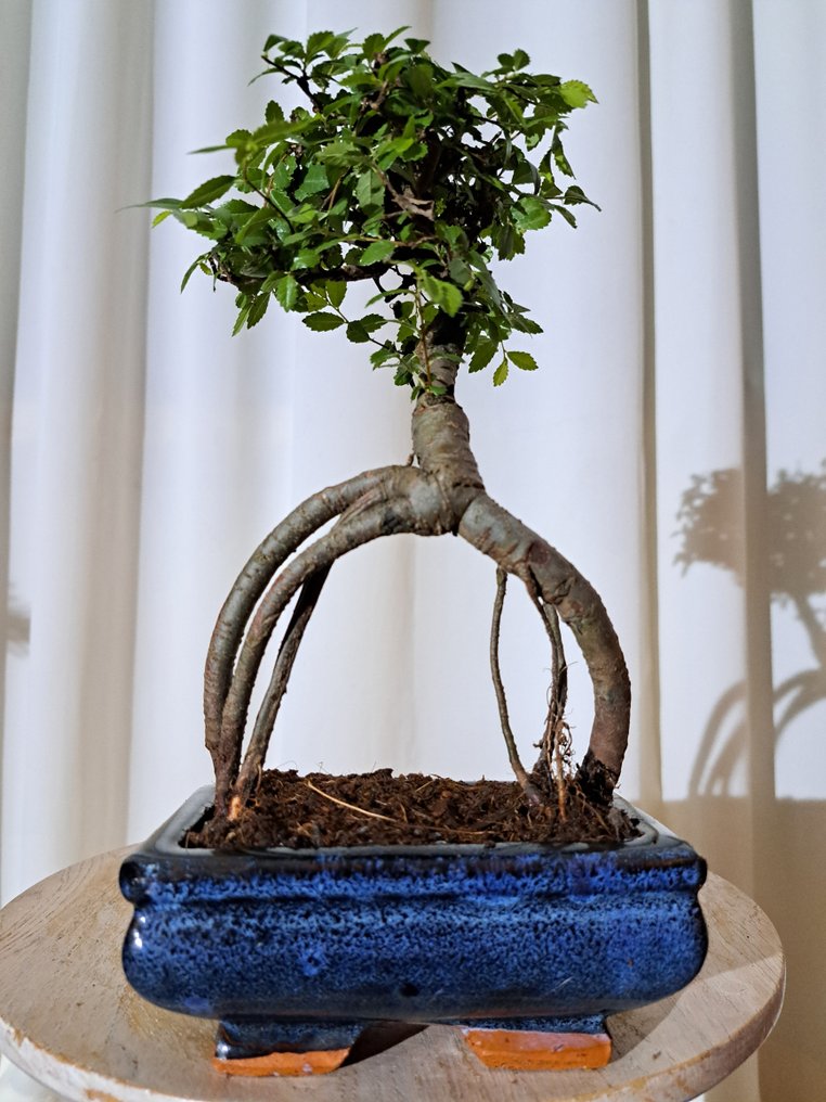 Κινεζική φτελιά μπονσάι (Ulmus parviflora) - Ύψος (Δέντρο): 22 cm - Βάθος (Δέντρο): 15 cm - Ολλανδία #4.3