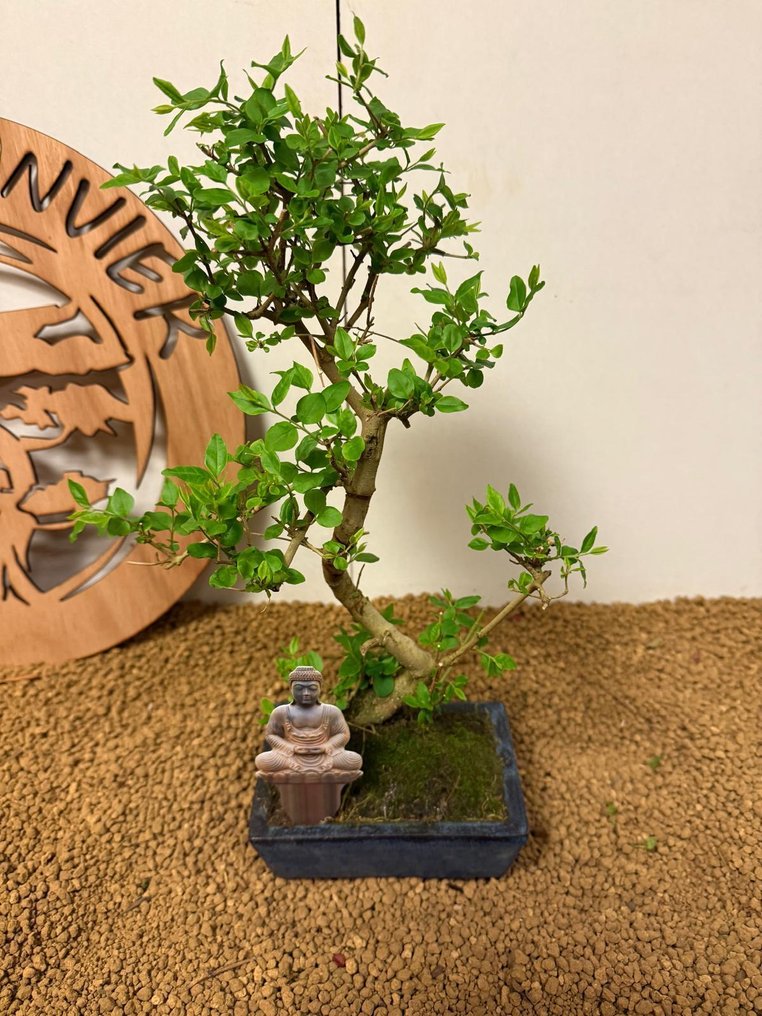 Λιγούστρο μπονσάι (Ligustrum) - Ύψος (Δέντρο): 34 cm - Βάθος (Δέντρο): 24 cm - Βέλγιο #2.1